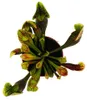 Roślina rurkowata – Sarracenia purpurea Hybr. – Roślina Podgląd zdjęcia produktu 4