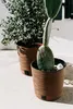 Two potted plants, a cactus and a leafy plant, sit on a light-colored surface in front of a white wall. Náhled obrázku produktu