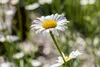 Leucanthemum vulgare, Margerite, weiß, ca. 9x9 cm Topf Produktbild-Vorschau 14