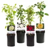 Green boutiQ - Rosier grimpant - Rosa Rainbow - Fleurs Voir les images du produit 2