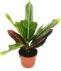 Wunderstrauch - Croton var.  - Codiaeum - 9cm Topf - Produktbild-Vorschau 1