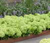 Dehner Bodendecker-Rispenhortensie Groundbreaker® Greeny™, Produktbild-Vorschau 6