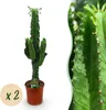 Kaktus mleczny Euphorbia eritrea - afrykanskie drzewo Podgląd zdjęcia produktu 2
