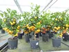 Calamondin Stamm Busch Orange Citrus Mitis 70 - 80 cm Produktbild-Vorschau 7