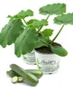 Enseleits 2er Set Zucchini Pflanze grün (Cucurbita pepo), Produktbild-Vorschau 1