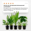 Set di piante con 5 vasi da acquario per principianti Anteprima dell’immagine prodotto 3