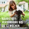 COMPO  11431 COMPO SANA Grünpflanzen- und Palmenerde, 10 l Podgląd zdjęcia produktu 7