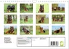Altdeutsche Schäferhunde - Traumhafte Schäferhunde Produktbild-Vorschau 2