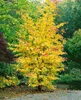 Parrotia persica, Eisenholzbaum, 60–80 cm, leuchtend rote Produktbild-Vorschau 8