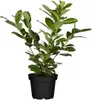 Prunus laurocerasus 'Novita', Kirschlorbeer, immergrün, Produktbild-Vorschau 1