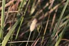 6 x  Pennisetum massiacum 'Red Bunny Tails' - Produktbild-Vorschau 1