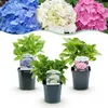 GreenboutiQ - Hortensie - Hydrangea macrophylla Tricolour - Produktbild-Vorschau 2