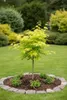 Acer shirasawanum 'Jordan' 130–140 cm | Japanischer Produktbild-Vorschau 2