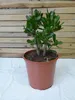 [Palmenlager] Crassula ovata 50 cm - 24 cm Ø Topf - Produktbild-Vorschau 2