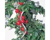 WINDHAGER Tomaten-Spiralstab verzinkt 180cm 05637 Produktbild-Vorschau 4