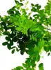 Caragana arborescens 'Pendula' Cespuglio di piselli penduli Anteprima dell’immagine prodotto 2