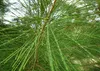SAFLAX - Austrálska morská borovica - Casuarina Náhľad obrázku produktu 5