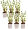 Bloomique - 6er-Set - Gaura Lindheimeri - Prachtkerze - Produktbild-Vorschau 1
