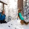Ruffwear Hundejacke Cloud Chaser™ Soft Shell Jacket Aurora Produktbild-Vorschau 3