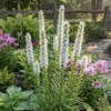 Bloomique - Zestaw 6 sztuk - Liatris spicata Alba - Podgląd zdjęcia produktu 1