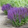 Stauden Gänge 1 x Salvia nemorosa 'Ostfriesland' im 1 Liter Produktbild-Vorschau 1