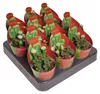 Crassula pyramidalis – pagodová sukulentka – rarita – Náhľad obrázku produktu 3