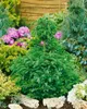 Picea abies 'Will's Zwerg', Fichte, kompakt, 50–60 cm Produktbild-Vorschau 11