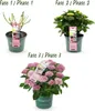 Hortensja Magical Revolution Pink Rosa (Hydrangea Podgląd zdjęcia produktu 3
