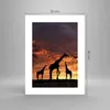 Poster - Poster ohne Rahmen - Giraffe Afrika Sonne Safari - Produktbild-Vorschau 4