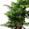 Bonsai da interno - Araucaria cunninghamii - abete da Anteprima dell’immagine prodotto 3