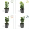 Euonymus japonicus 'Green Spire' - Stálezelený živý plot - Náhled obrázku produktu 5