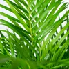 Goldfruchtpalme Areca – Zimmerpflanze Ø21cm – 110cm hoch – Produktbild-Vorschau 3