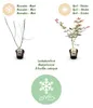 GreenboutiQ - Balkonpflanze - Japanischer Ahorn - Acer Produktbild-Vorschau 4