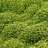 6 x Andenpolster - Azorella trifurcata  | Topf 9cm x 9cm Produktbild-Vorschau 1