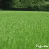 Opravné trávníkové semeno – Odolné (1 kg na 50 m2) - Náhled obrázku produktu 2