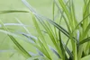 Japan-Segge, im Topf - Carex morrowii, immergrün Produktbild-Vorschau 6