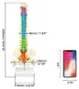 Flexibles menschliches Wirbelsäulenmodell mit Spinalnerven, Produktbild-Vorschau 6