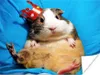 MuchoWow® Poster Meerschweinchen - Lustig - Krone - Kinder Produktbild-Vorschau 1