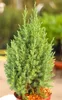 Wacholder Juniperus chinensis Stricta Chinesischer Produktbild-Vorschau 1