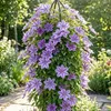 Clematis Misayo, vaso da 2 litri Anteprima dell’immagine prodotto 13