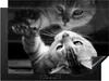 KitchenYeah© Herdabdeckplatte Katze schaut auf ihr Produktbild-Vorschau 1