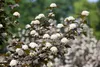 Physocarpus opulifolius 'Diabolo' -R-, Blasenspiere, Produktbild-Vorschau 1