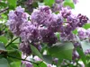 Syringa vulg. 'Michel Buchner' - Edelflieder 50- 60 cm - Produktbild-Vorschau 2