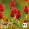 Samenliebe  Inkarnatklee Samen | Gründünger - winterhart & Produktbild-Vorschau 4