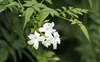 Sada 4 kusov jazmínu - Jasminum officinale - výška 30 cm - Náhľad obrázku produktu 3