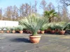 Yucca Rostrata 80 - 100 cm in Bonsai Schale | winterhart | Produktbild-Vorschau 5