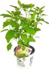 A potted hydrangea plant with a plant tag. Produktbild-Vorschau