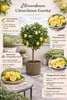 Zitronenbaum Citrus limon 'Eureka' 120–160 cm – Immergrün, Produktbild-Vorschau 2