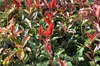 Photinia fraseri 'Camilvy' - Glanzmispel, 40-60 cm - In pot Productafbeelding-voorbeeld 3
