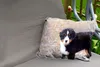 MuchoWow® Outdoor Kissen - Berner Sennenhund Welpe am Produktbild-Vorschau 2